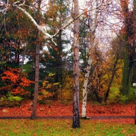 Панорама осеннего леса береза рябина ель (49 фото)