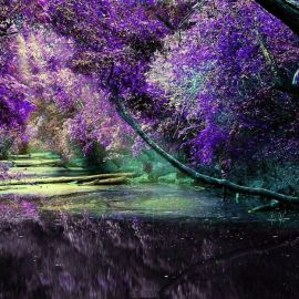 Пурпурный лес (47 фото)