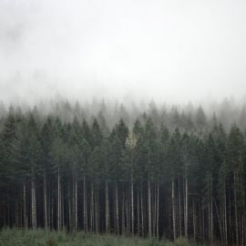 Темный сосновый лес (50 фото)