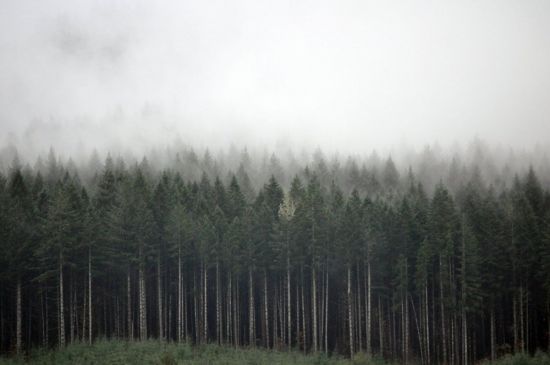 Темный сосновый лес (50 фото)