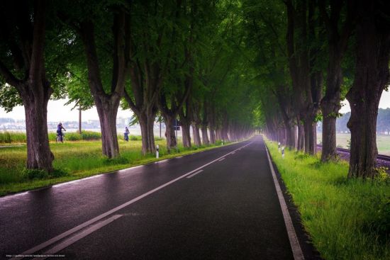 Дорога между деревьями (45 фото)