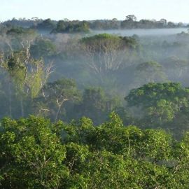 Тропические леса амазонии (53 фото)