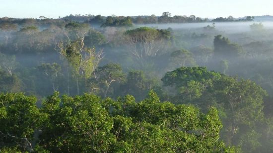 Тропические леса амазонии (53 фото)
