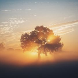 Солнышко дерево (50 фото)