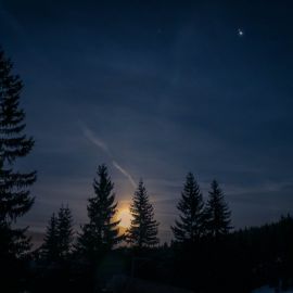 Лес тайга ночь (45 фото)