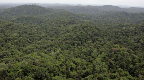 Бразильский атлантический лес (55 фото)