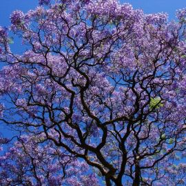 Дерево с фиолетовыми листьями (48 фото)