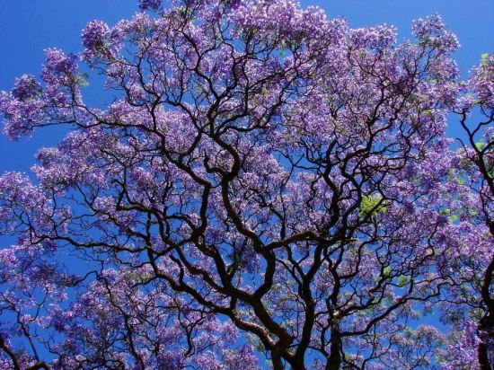Дерево с фиолетовыми листьями (48 фото)