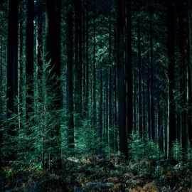 Густой темный лес (52 фото)