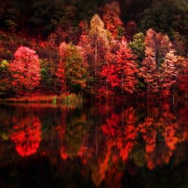 Яркий лес (44 фото)