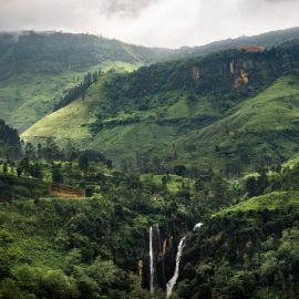 Тропические леса индии (44 фото)