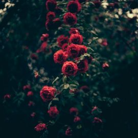 Лесная роза (52 фото)
