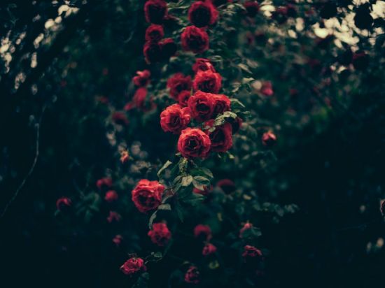 Лесная роза (52 фото)