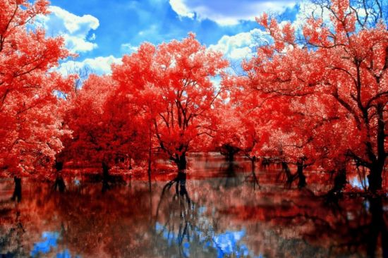 Красные деревья осенью (43 фото)