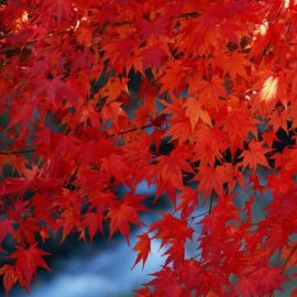 Красный клен дерево (44 фото)