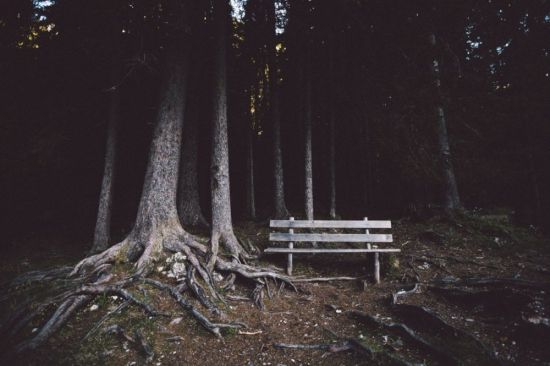 Дерево в лесу ночью (44 фото)