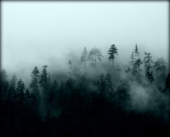 Красивый темный лес (53 фото)