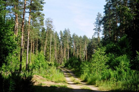 Нижегородский лес (54 фото)