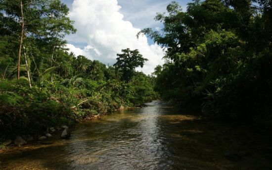 Тропические леса конго (49 фото)