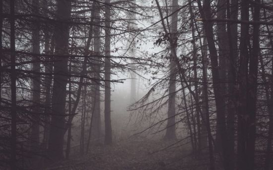 Красивый лес в тумане (50 фото)