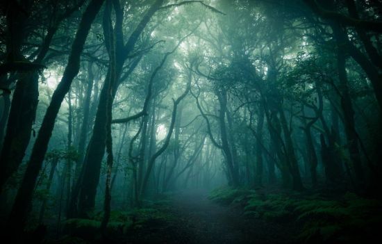 Темный туманный лес (51 фото)