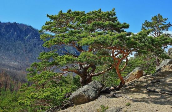 Алтайский кедр дерево (49 фото)