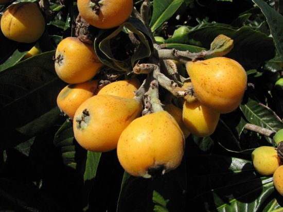 Дерево с желтыми плодами (47 фото)