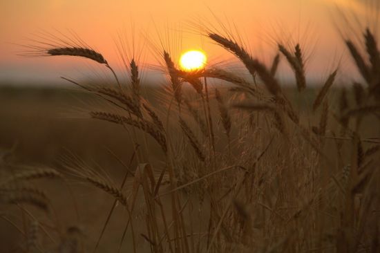Поле пшеницы на закате (45 фото)