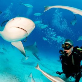 Багамские острова акулы (54 фото)