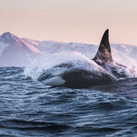 Морской кит (71 фото)