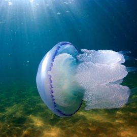 Медузы черного моря (65 фото)