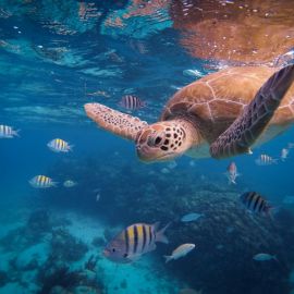 Морская черепаха в океане (53 фото)