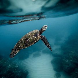 Черепаха в океане (50 фото)