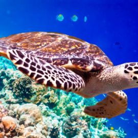 Морская черепаха бисса (53 фото)