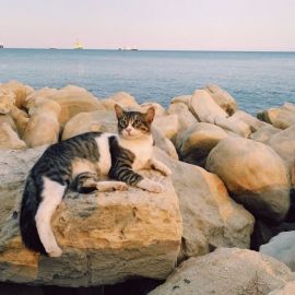 Кошечка на море (57 фото)