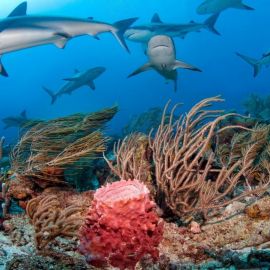 Кораллы средиземного моря (48 фото)