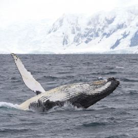 Киты северного ледовитого океана (58 фото)
