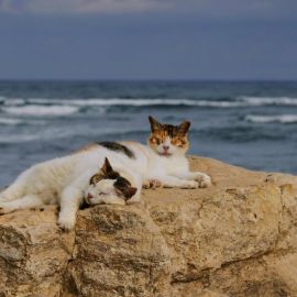 Кошка на море (52 фото)