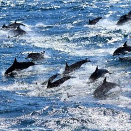 Дельфины в баренцевом море (54 фото)