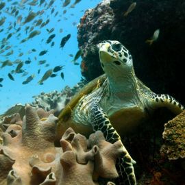 Большой барьерный риф черепахи (48 фото)