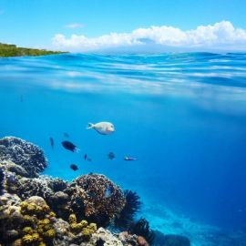 Новогвинейское море (49 фото)
