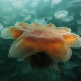 Медузы в мраморном море (45 фото)
