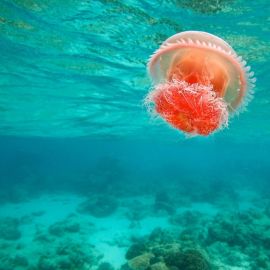 Медуза андаманское море (50 фото)