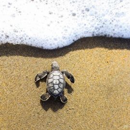 Море черепаха (55 фото)