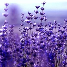 Фиолетовые полевые цветы (71 фото)