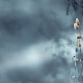 Белые цветы в тумане (64 фото)