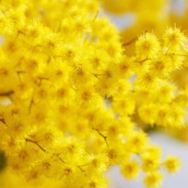 Желтые цветы и фрукты (65 фото)