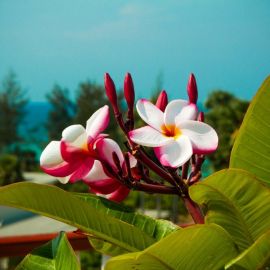 Тропические цветы (50 фото)