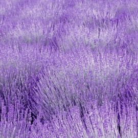 Фиолетовые цветы (72 фото)