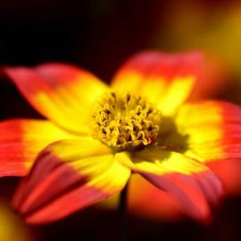 Цветок с желто красными лепестками (64 фото)